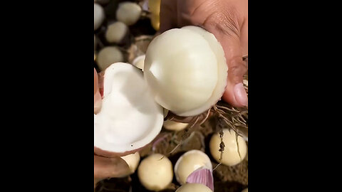 **Check out these freshly harvested onions! 🧅✨**
