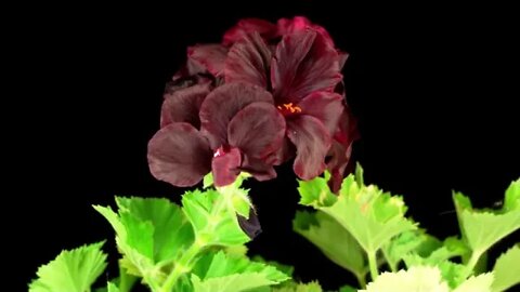 Beautiful Time Lapse of Blooming Black Geranium