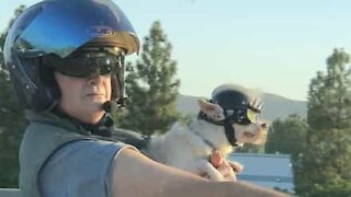 Motorcyklist tager på tur med sin hundeven!