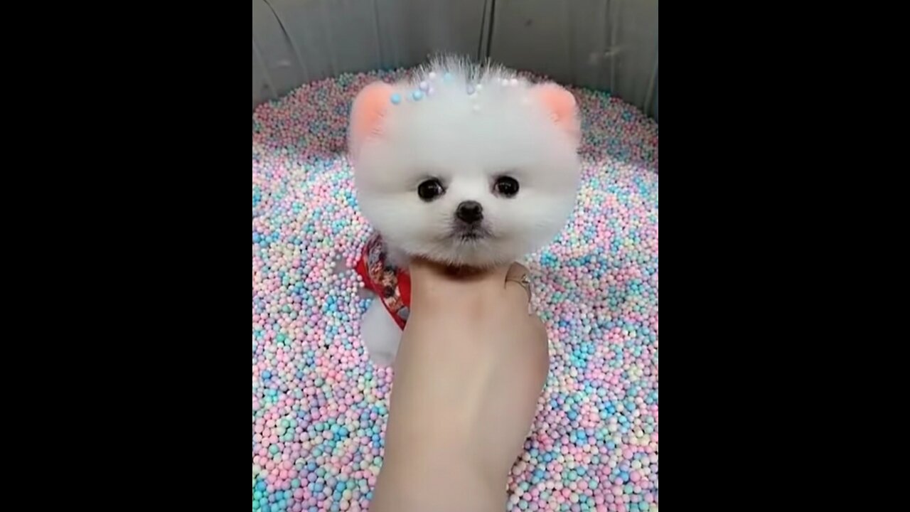 Cute and funny dog video