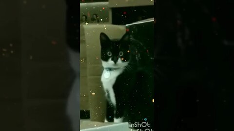 Gato Bartolomeu Tunico brincando 😸😸