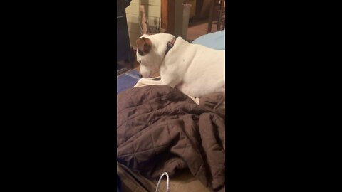 JRT Wyatt Growls “No” When Asked if He Enjoys Watching Goliath