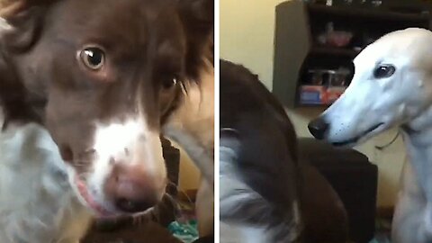 Dog playing with its owner trying to catch something