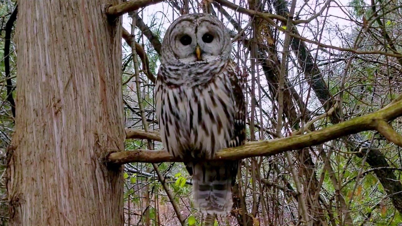 Man has incredible close connection with wild owl in the forest