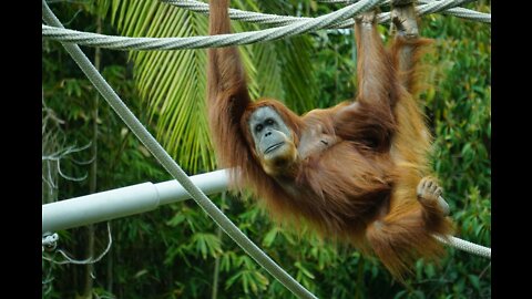 Best ever funny animals videos. Funny monkey and dog 🐕videos.