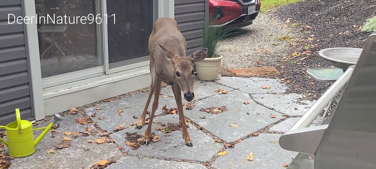 Deer comes right up to the house