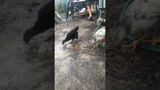 Chicks have their first time out of the enclosure