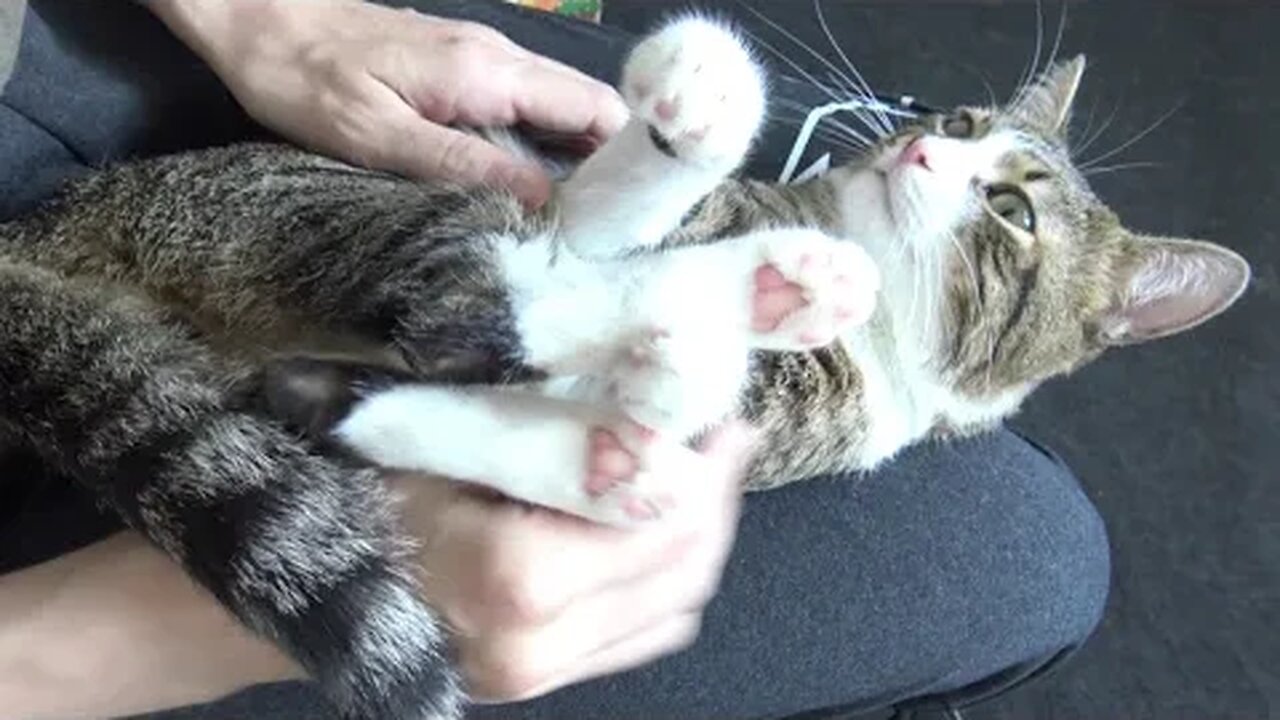 Funny Cat Allows Me to Tickle His Belly