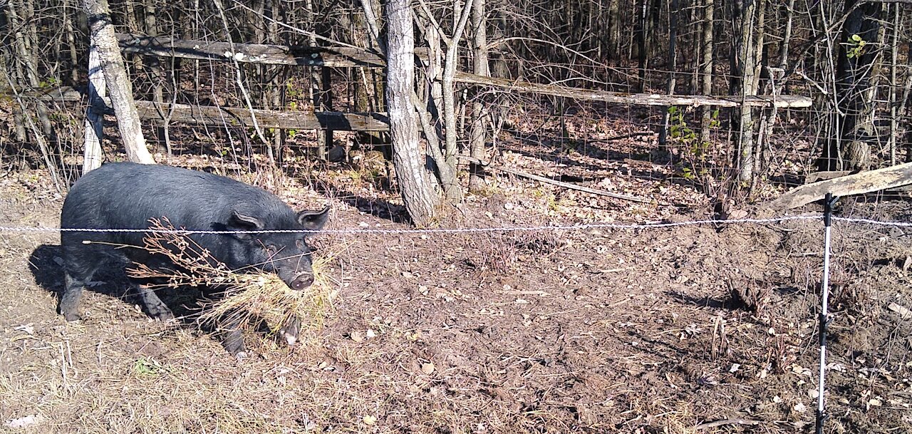 Pig Stuffing Mouth Full of Bedding 10/31/2020