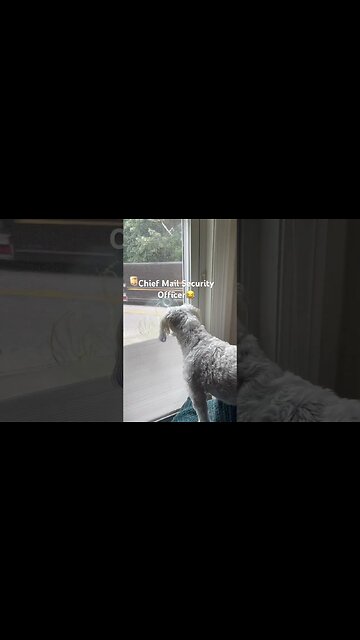 My dog vs The Mail Man —An Every Day Fight !
