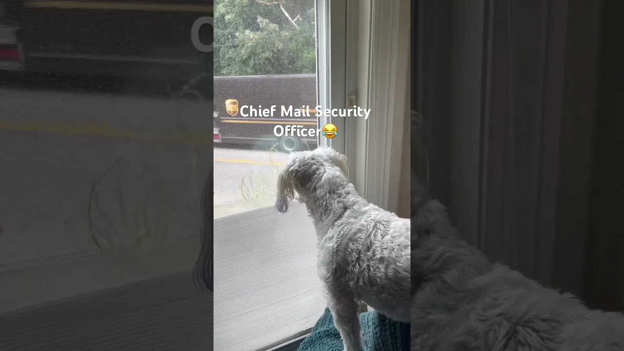 My dog vs The Mail Man —An Every Day Fight !