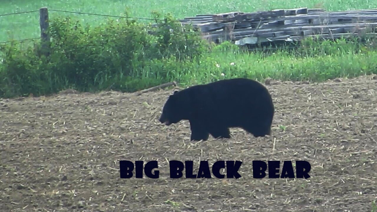 Black Bear in Back Field