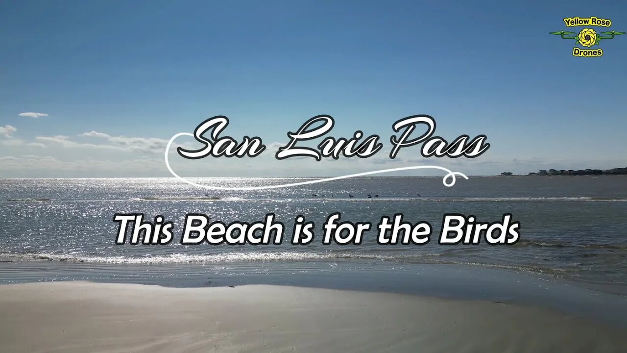 This Beach is for the Birds - San Luis Pass Galveston - Pelicans, San Pipers & Seagulls #djimini3pro