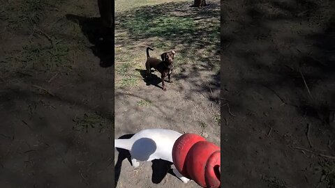 Liberty and Cooper out enjoying the yard! #shorts #dogs