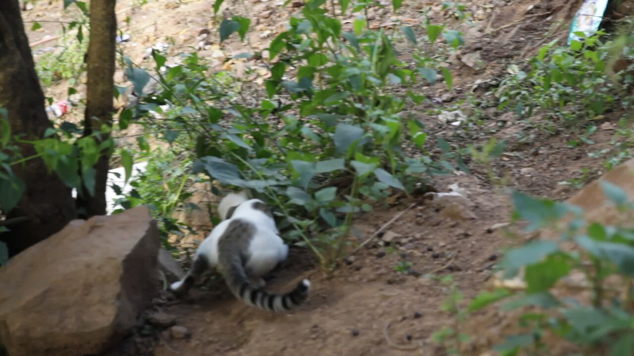 SOUTH AFRICA - Durban - Cat plays with a snake (Videos) (Wyu)