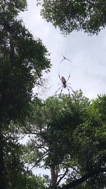 Spiders can easily land on your face bicycling