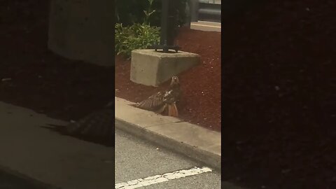 Red-tailed Hawk catching a Rat