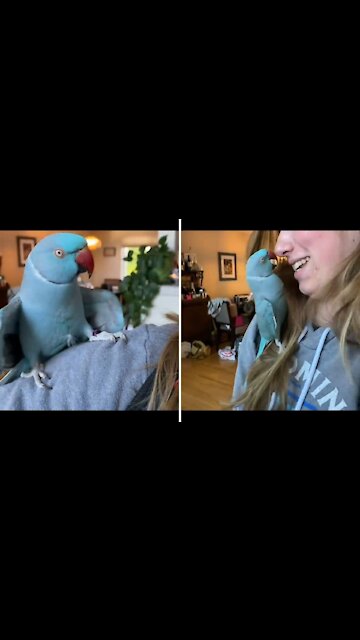 Speaking Ringneck parakeet who loves his girl he wants to be in her face looking in her eyes.