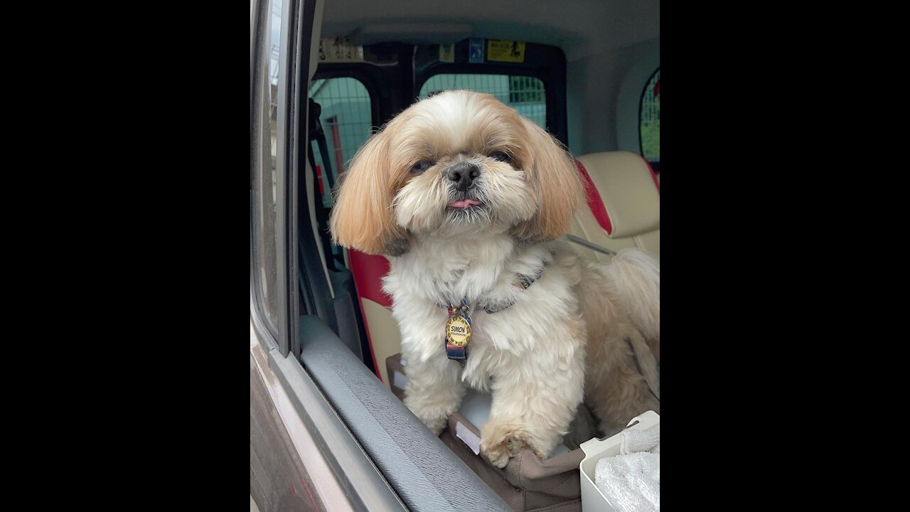 #cutepuppy Snack time in my car