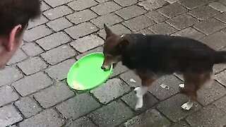 Busking Dog Helps Collect Donations For Its Owner