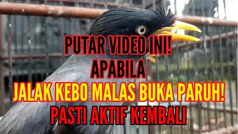 JALAK KEBO MALAS BUKA PARUH! PUTAR VIDEO INI! PASTI AKTIF KEMBALI