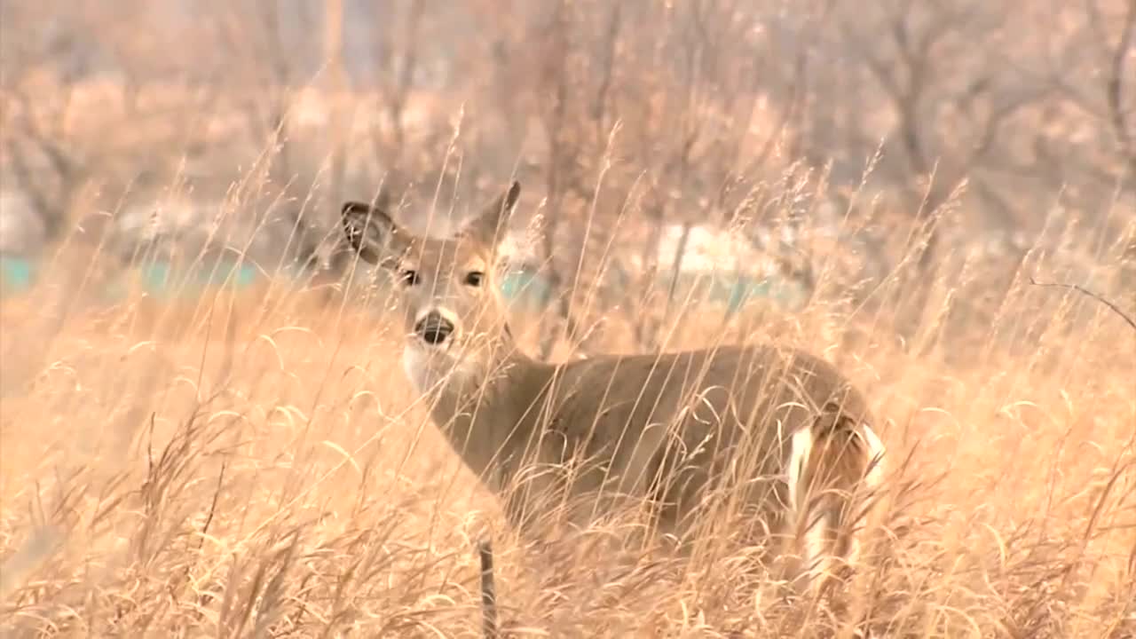 White-tailed deer running rampant in Meridian Township; local officials approve cull in response