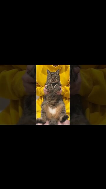 Cute cat video #shorts