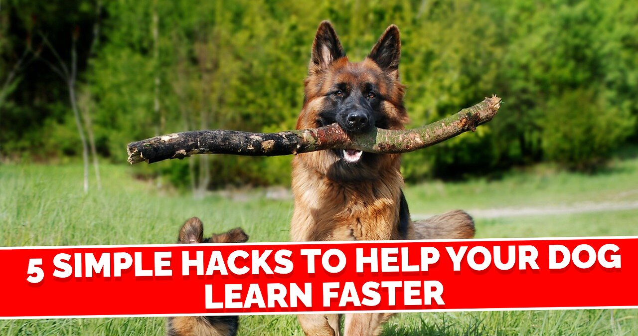 5 Simple Hacks to Help Your Dog Learn Faster