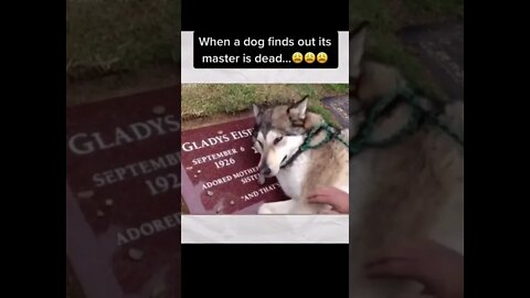 Dog cry for loss of loved one
