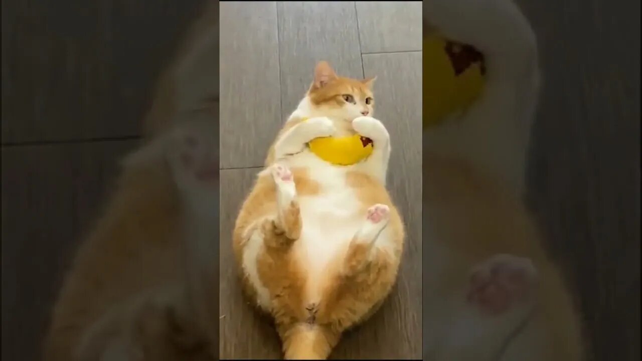 Funniest Cat And Dogs 😂 Funny Animal Videos #7 #funnycats #funnydogs #funnyanimals #funny