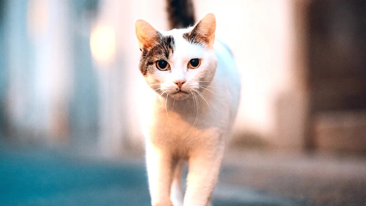 Try NOT to Laugh! 😹 Ever Played Catch with a Cat Hanging Off of a Porch? Um, He Has 😸 (#79) #Clips