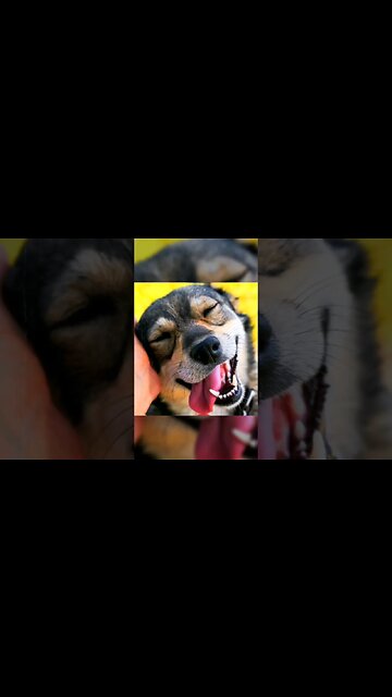 Dog can breathe and sniff at the same time #shorts #youtubeshorts #viral #doglover