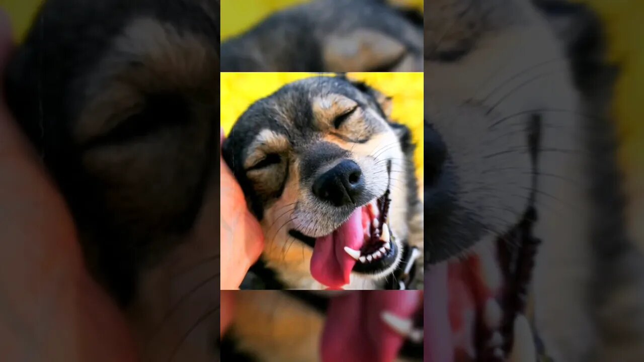 Dog can breathe and sniff at the same time #shorts #youtubeshorts #viral #doglover