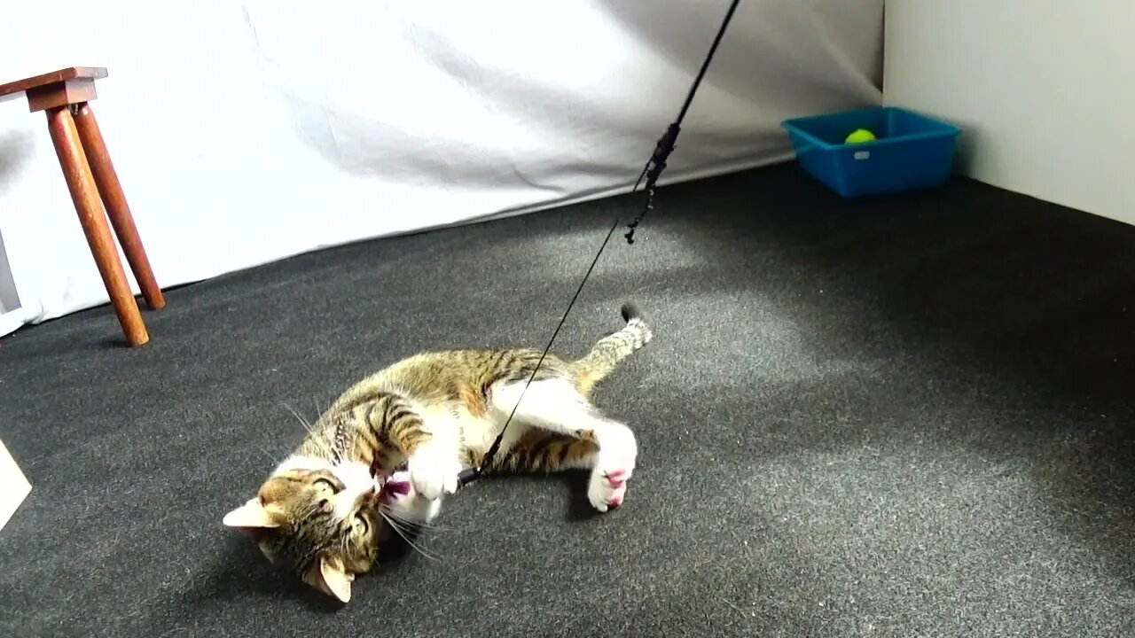 Playing Is Vital for a Cat