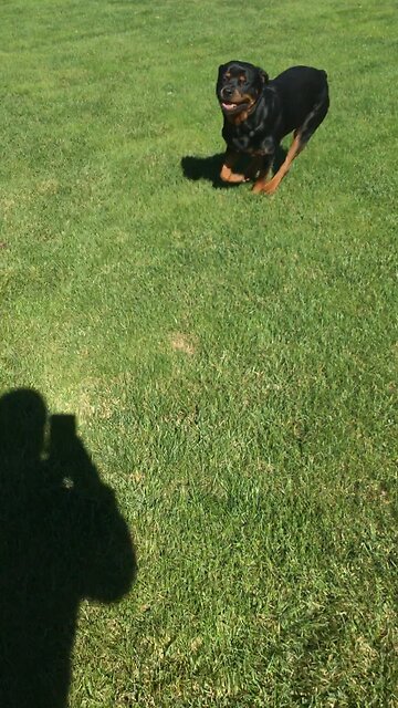 Sweet loving Rott Bear