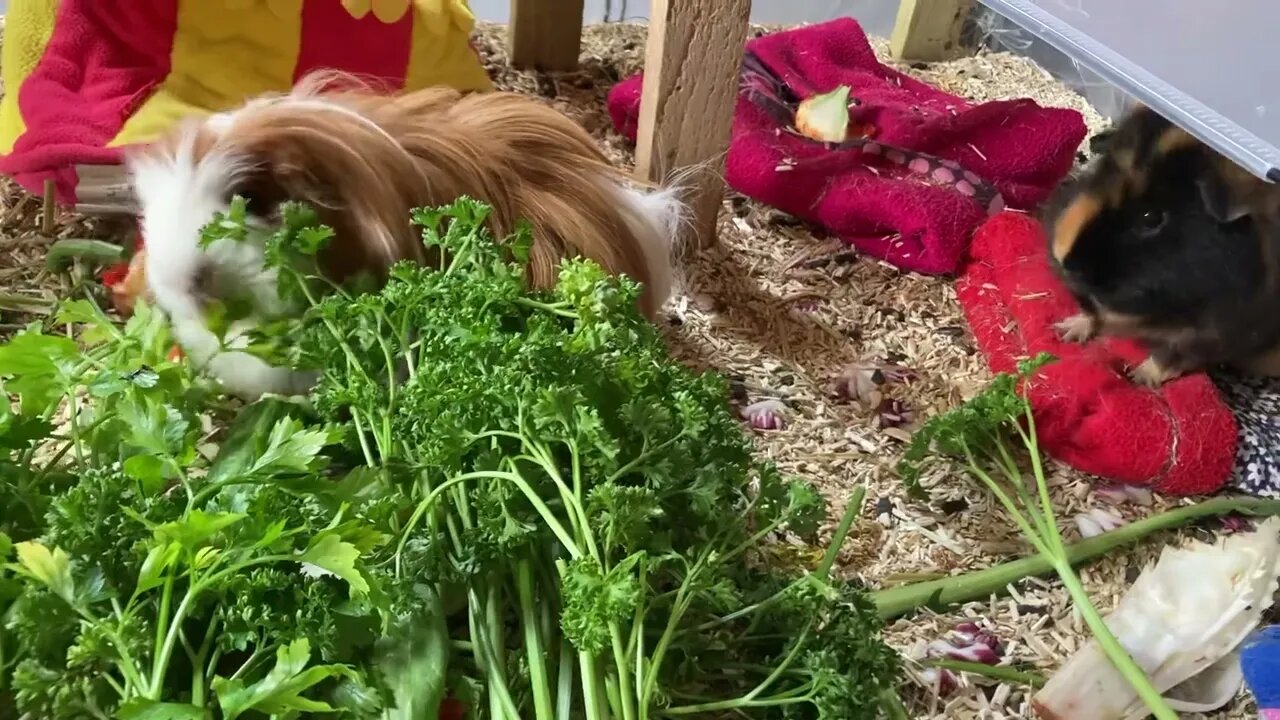 Guinea pigs brunch is served