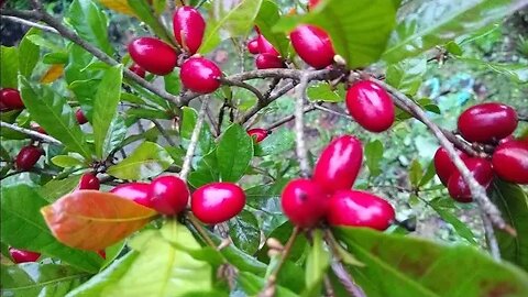 como podar e adubar a fruta do milagre (Synsepalum dulcificum)