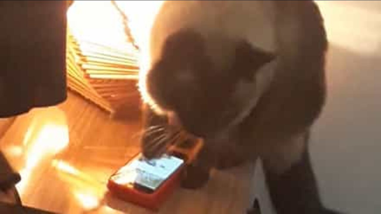 Clever cat turns off alarm clock by itself!