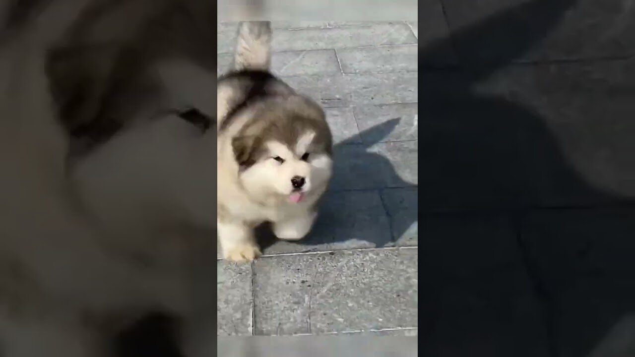 "Cute and Adorable Husky Puppies 🐕🥰 - Cutest Husky"