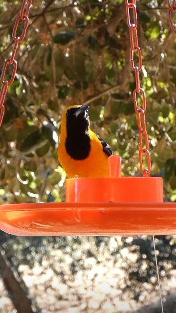 Hooded Oriole🐦Evening Jelly Feast