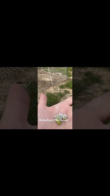 What a horn worm looks like she caring eggs