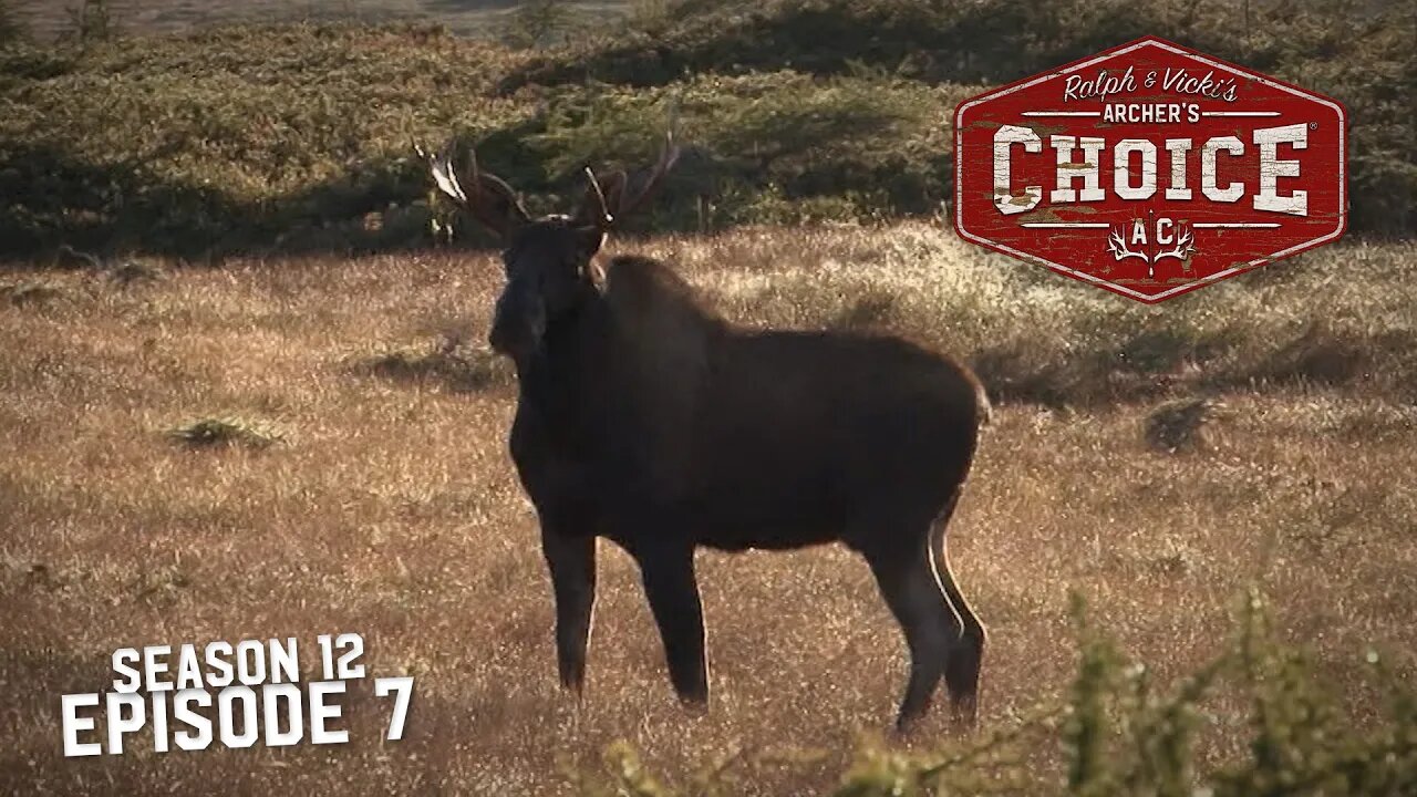 THE ISLAND OF MOOSE MANIA - Archer’s Choice (Full Episode) // S12: Episode 7