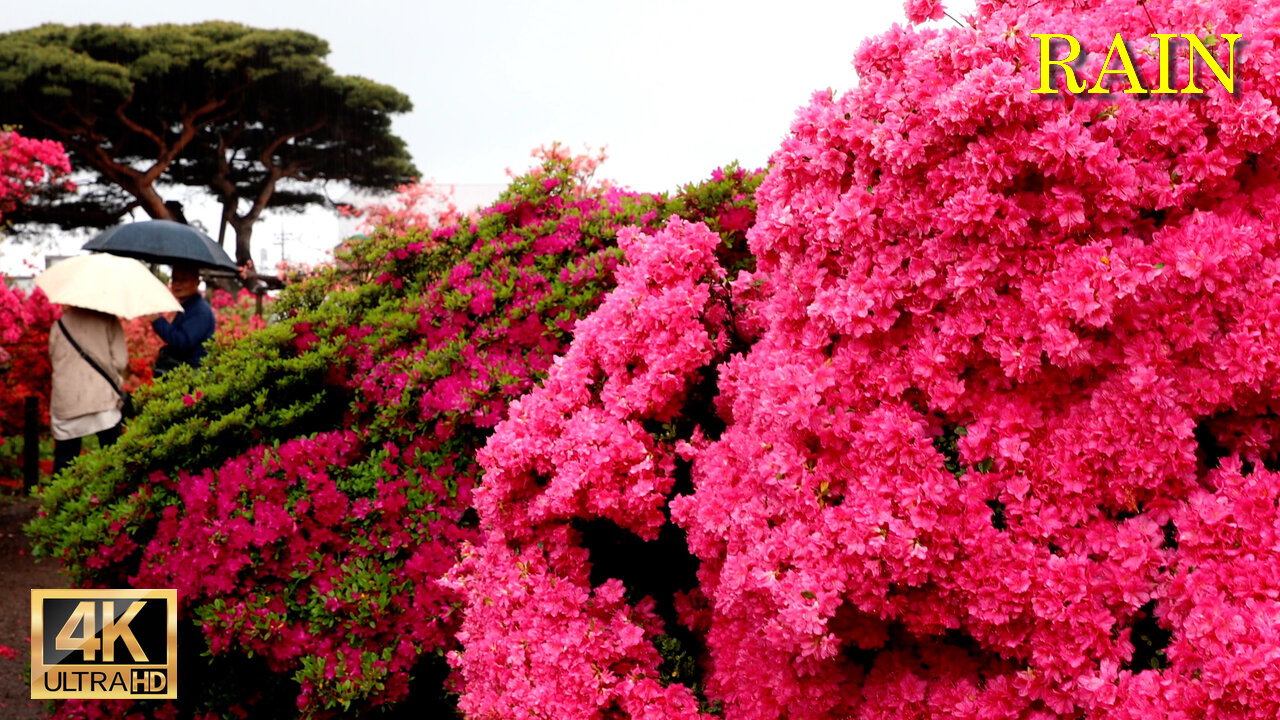 Heavy Rain day and blooming Azalea flowers in Tsutsujioka park Gunma Japan