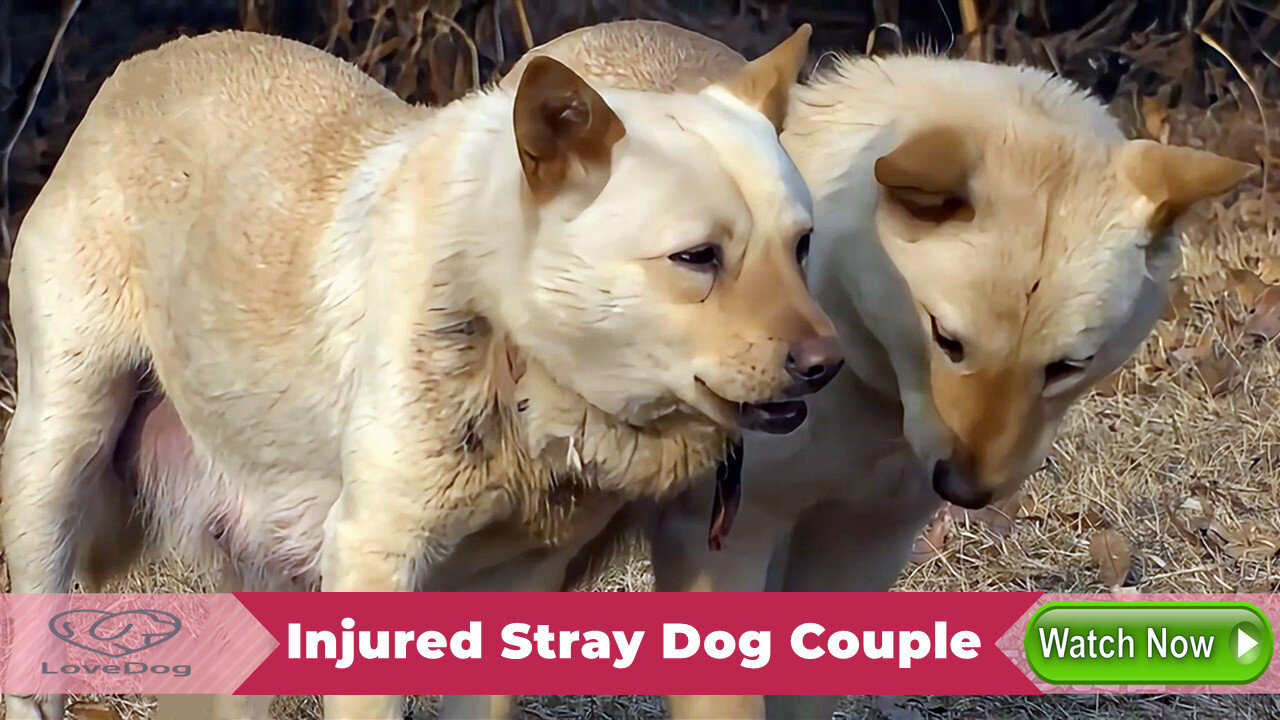 Injured Stray Dog Couple: Standing By Each Other, Caring for Each Other