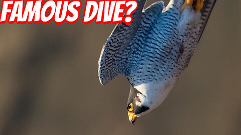 How Fast IS The Peregrine Falcon?