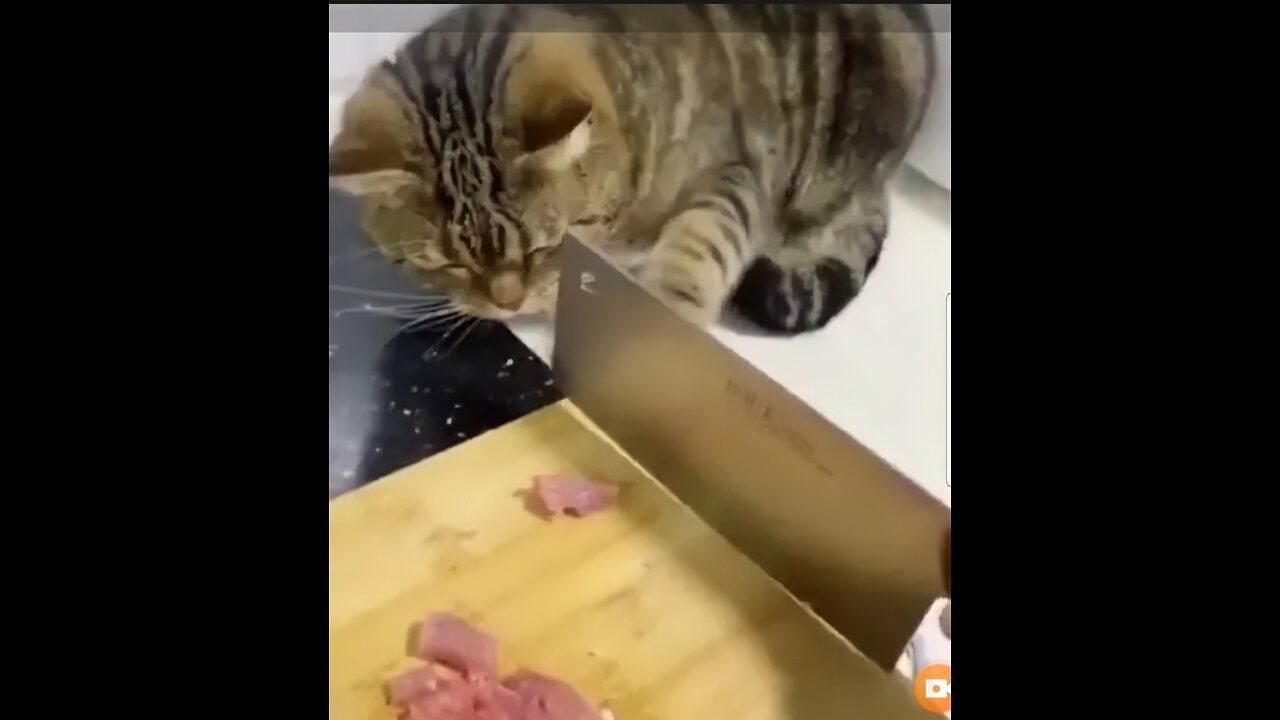 Funny cat videos cute cats cute animals