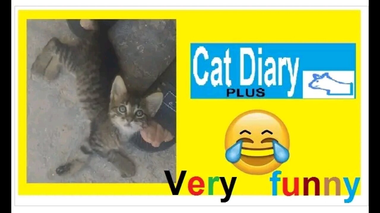 Cat diary funny video