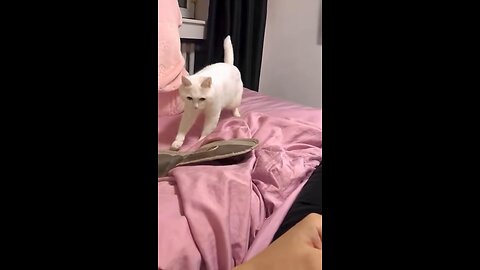 Best funny cat dance