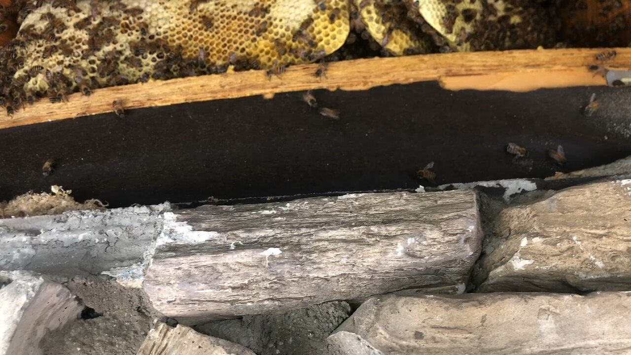 Hexagonal Roof Bee Removal