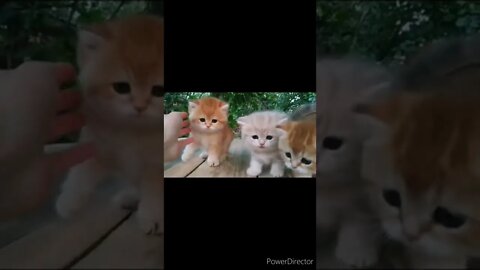 The funniest animals / Fun with cats and dogs @chcreation moratuwa